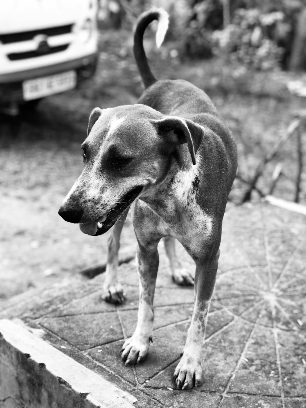 grayscale photo of short coated dog on road