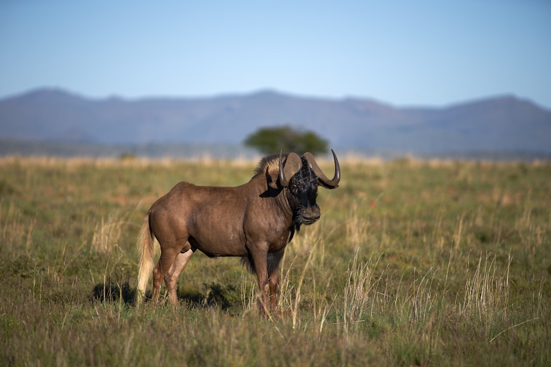 brown elephant on brown grass field during daytime