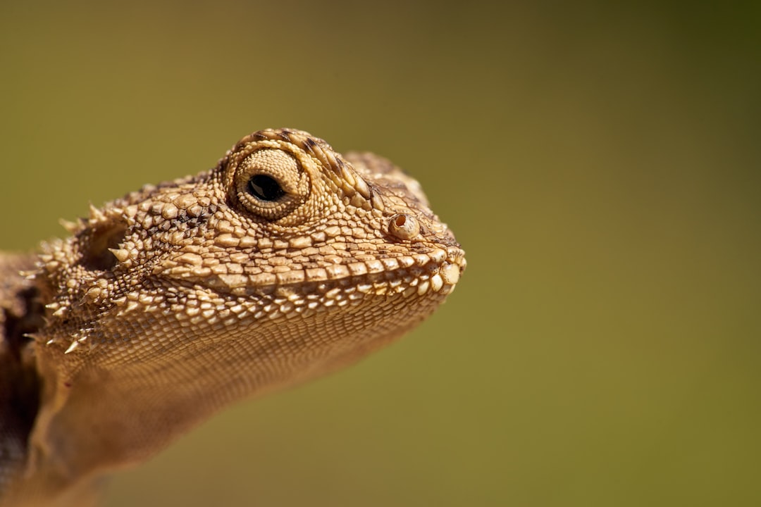 brown and black bearded dragon