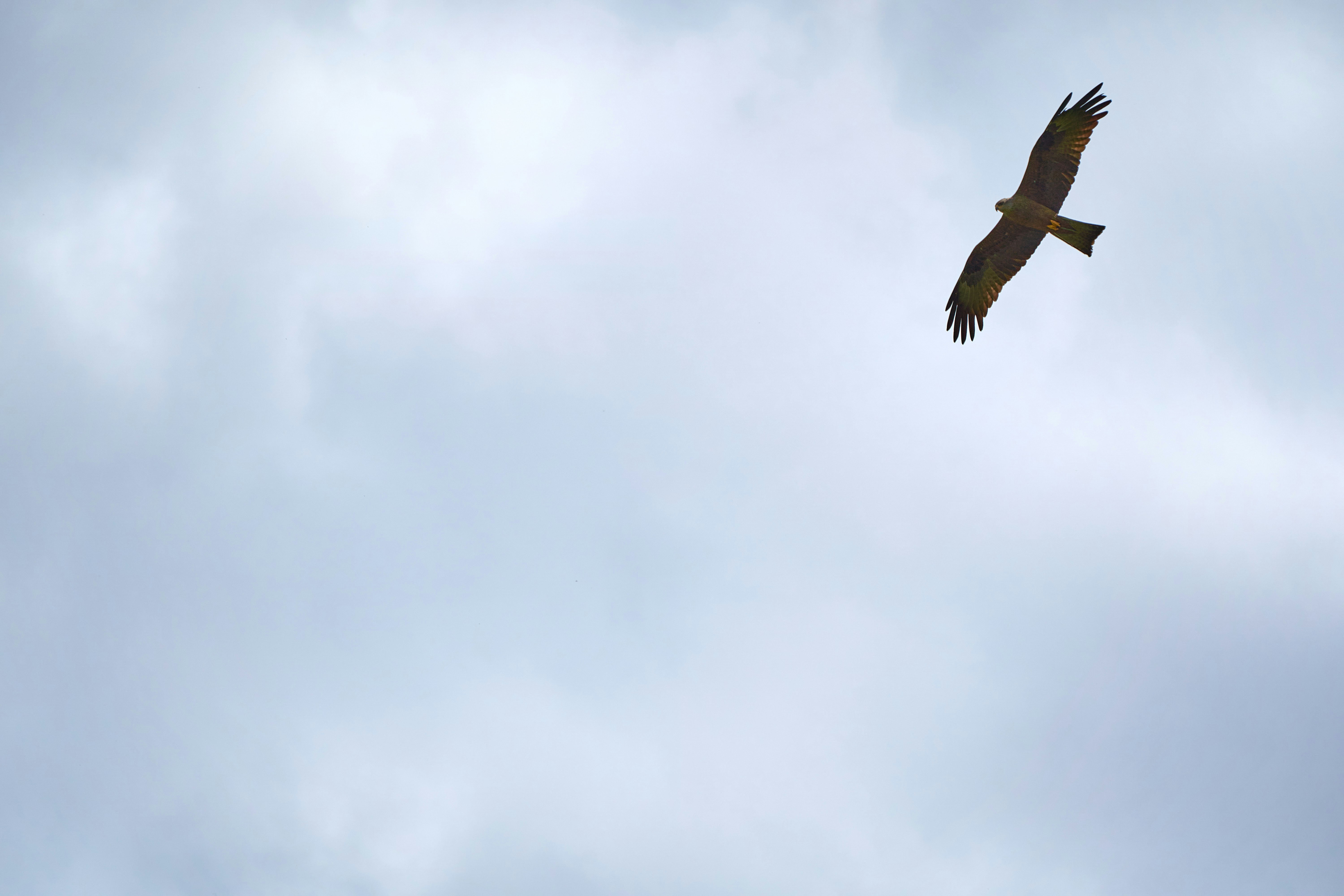 Photo by wolfgang_hasselmann