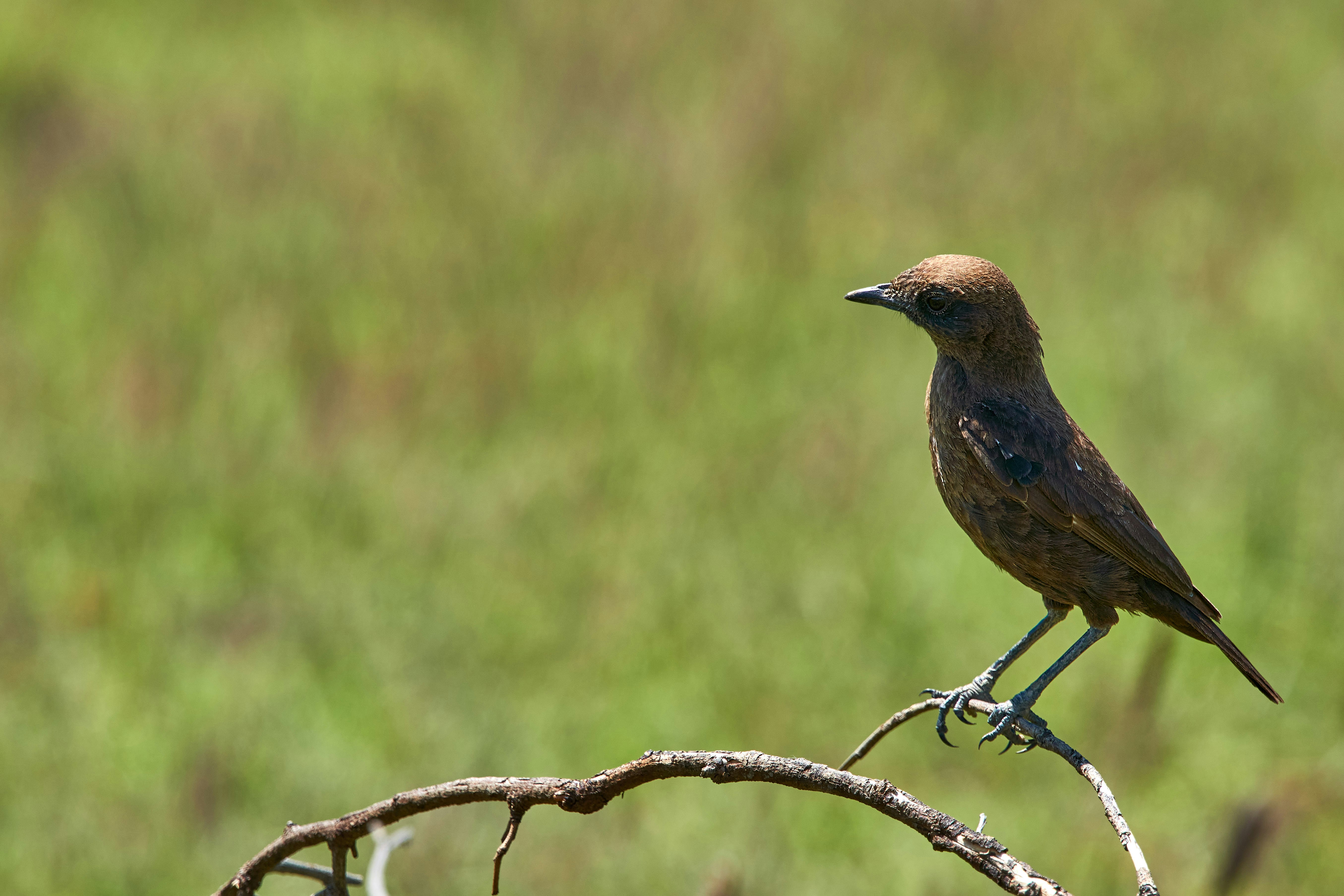 Photo by wolfgang_hasselmann