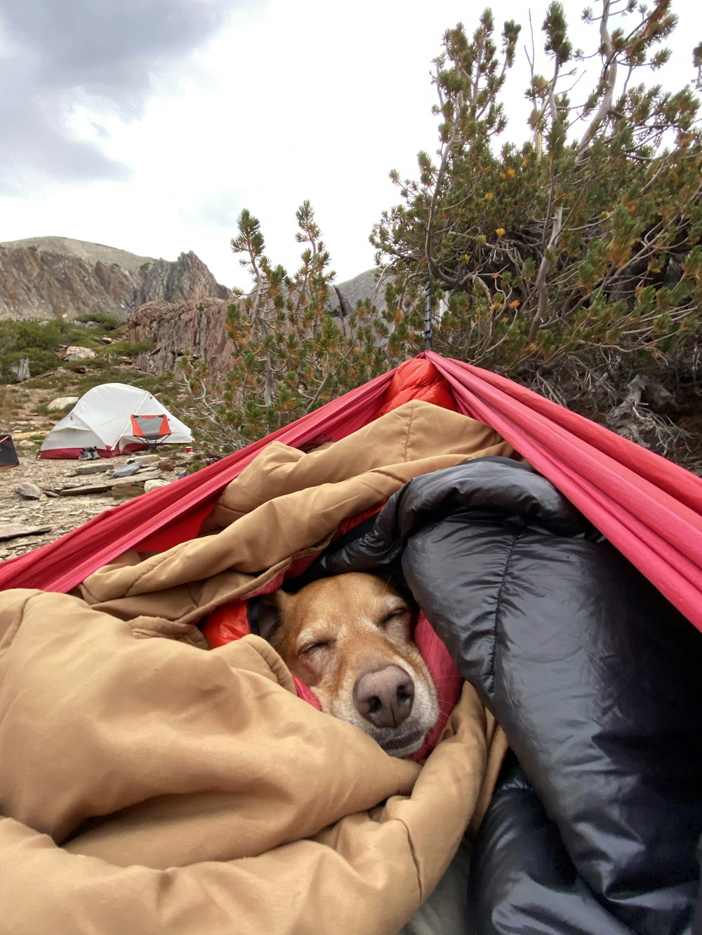 brown short coated dog lying on brown textile