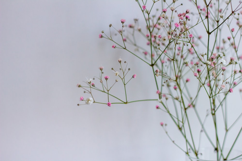 red and white flower buds