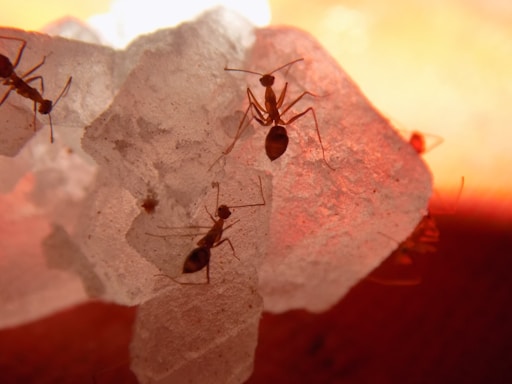 A friendly miner ant mascot standing beside a contact form with the Uyuni salt flats in the background.
