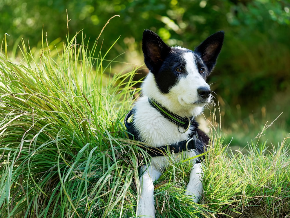 Cachorro de border collie blanco y negro en hierba verde durante el día