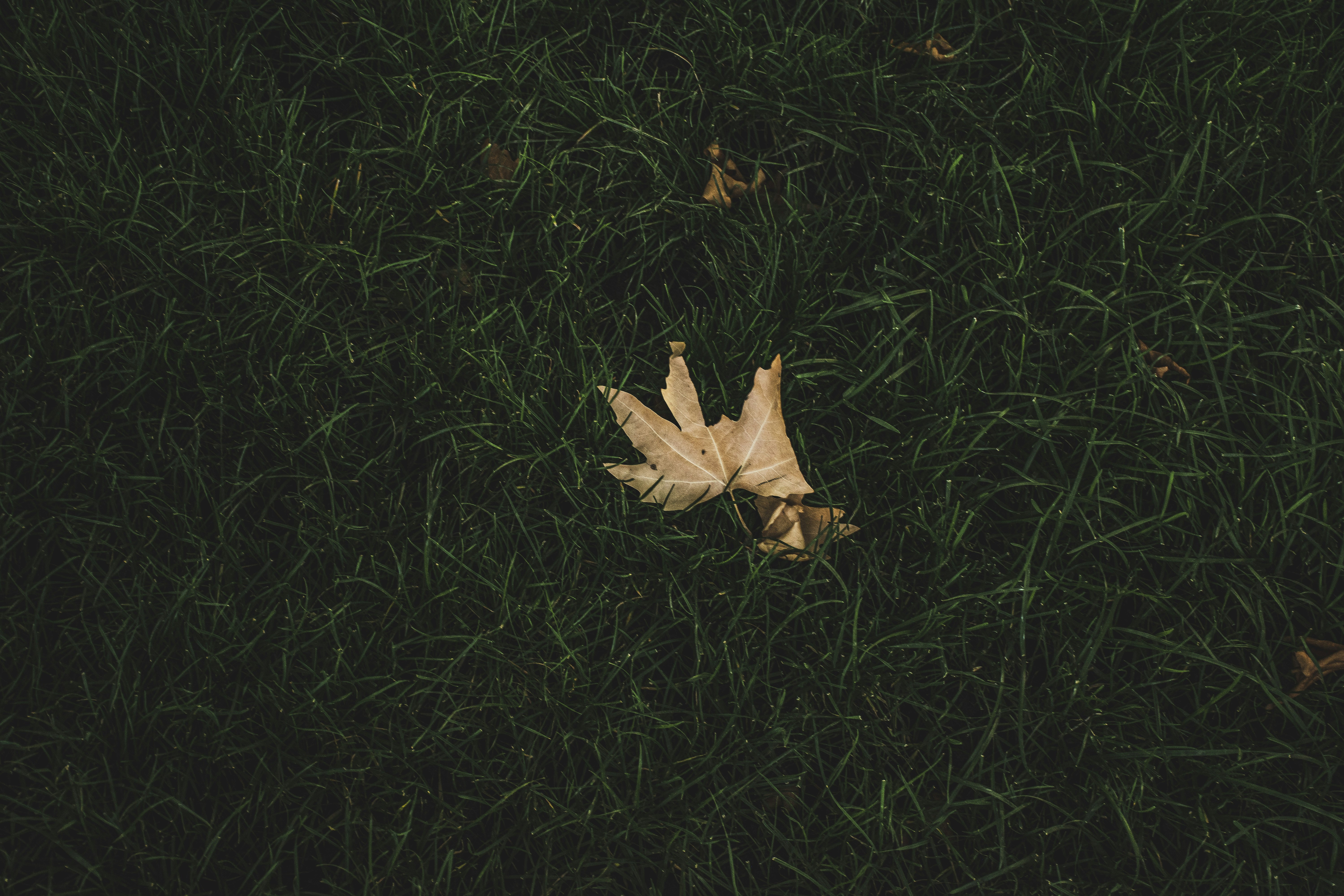 Braunes Ahornblatt auf grünem Gras