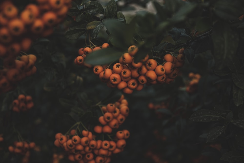 orange fruits on green leaves