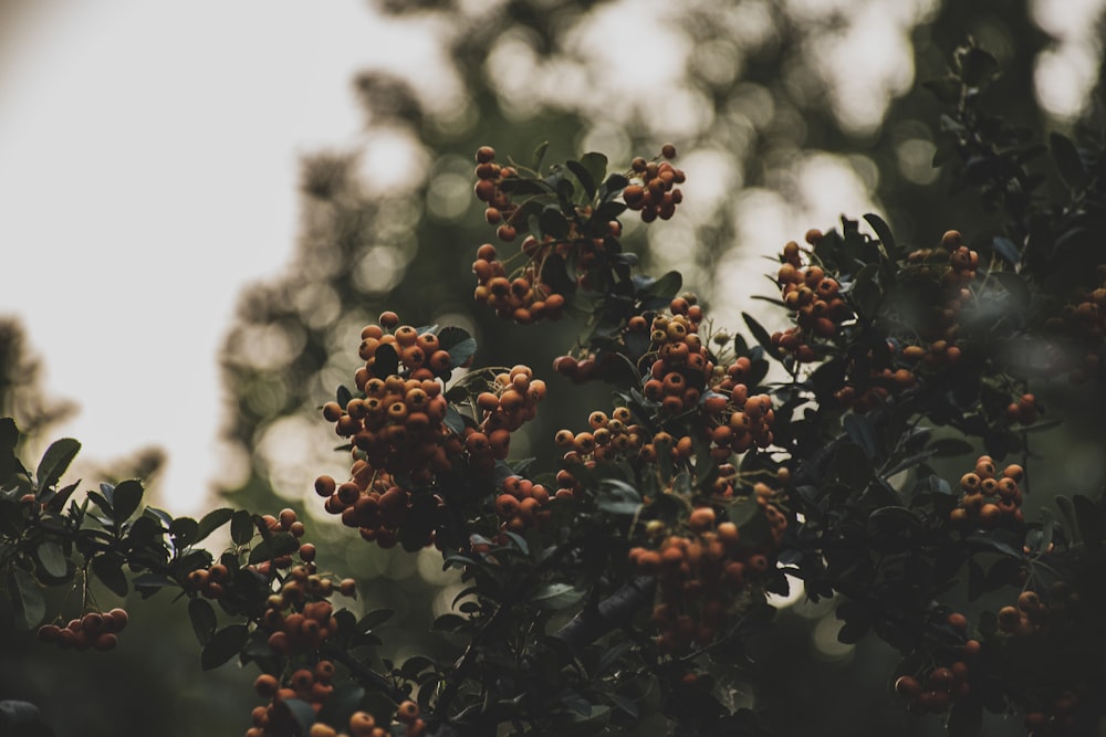 red round fruits in tilt shift lens