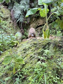 A small animal stands on a moss-covered rock surrounded by lush green foliage in a dense jungle setting. Tall plants and ferns dominate the background, contributing to a vibrant, natural environment.