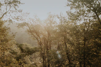 A serene forest scene in Ranikhet with sunlight filtering through tall trees, hinting at the honey’s natural origin.