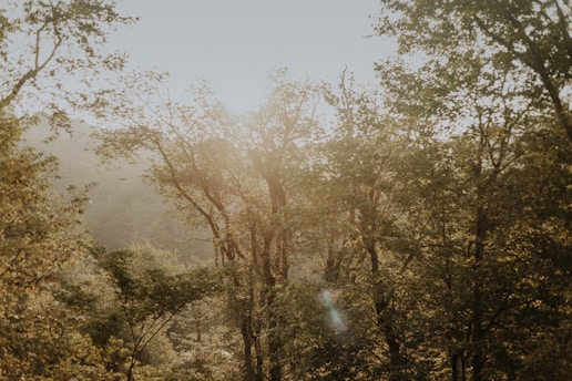 A serene forest scene with sunlight filtering through tall trees, symbolizing nature's beauty and the mission of eartheology.