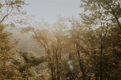 A serene forest scene in Ranikhet with sunlight filtering through tall trees, hinting at the honey’s natural origin.