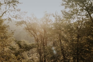 Golden Forest Dawn