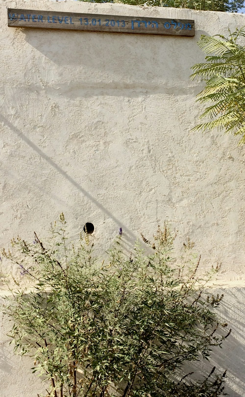 green plant beside gray concrete wall