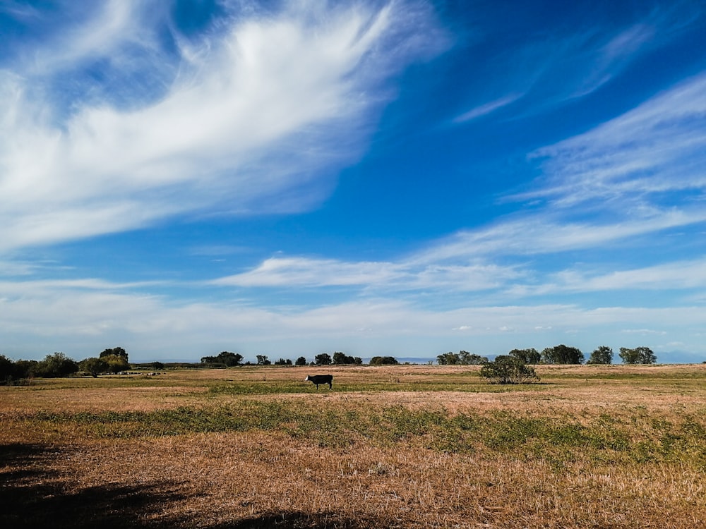 green grass field under blue sky and white clouds during daytime