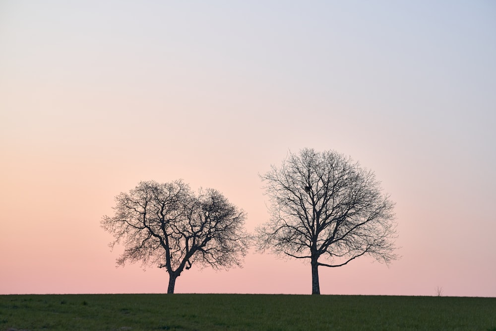 leafless tree on green grass field