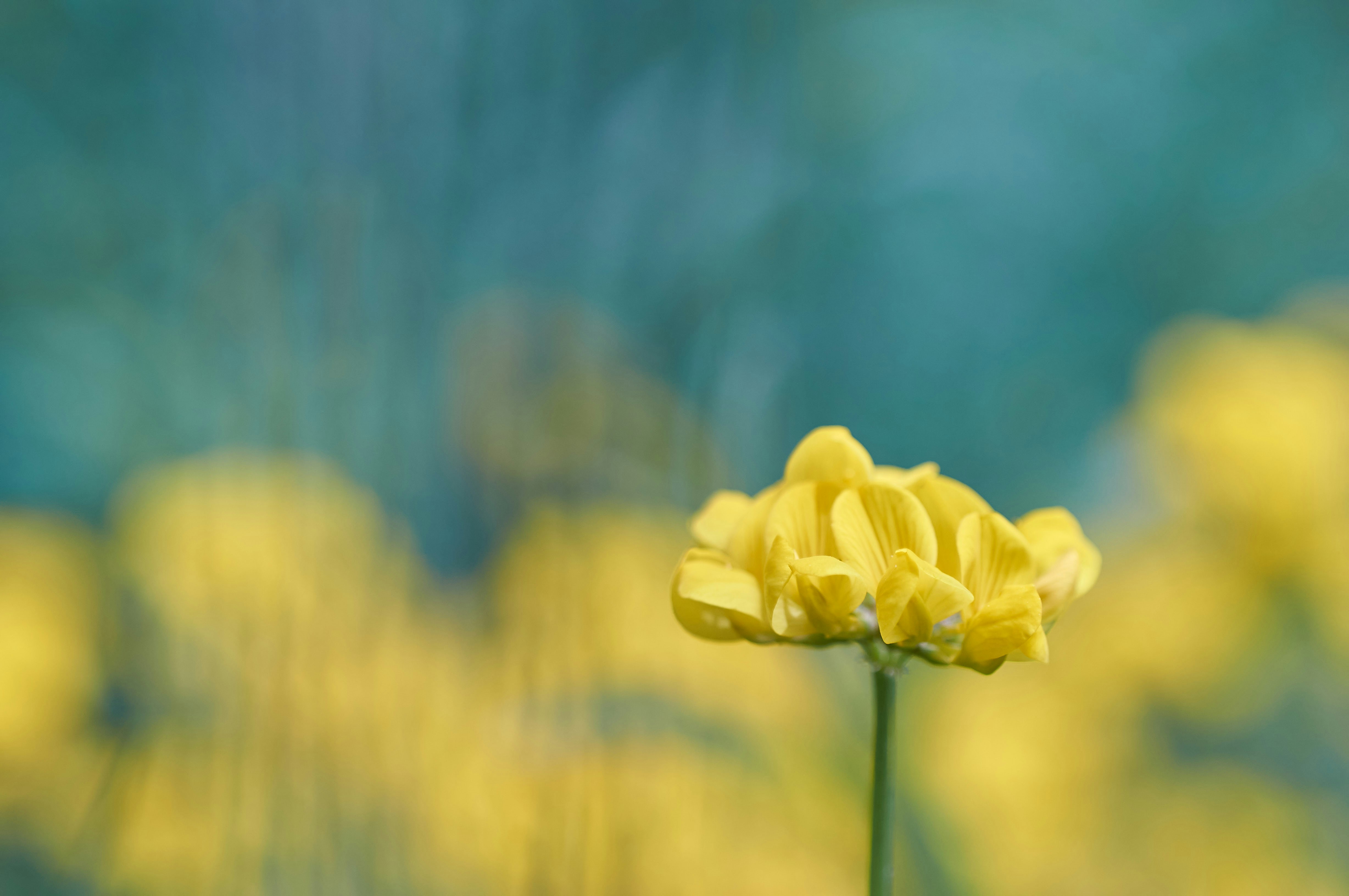 Photo by wolfgang_hasselmann