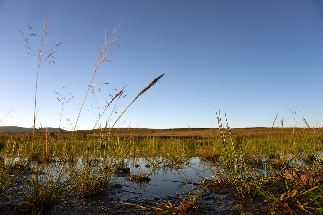 green grass on lake under blue sky during daytime