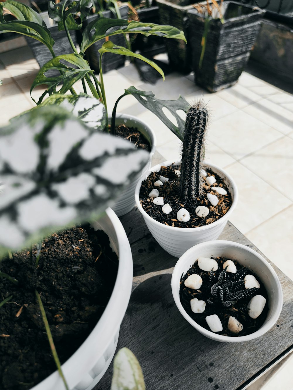green cactus plant in white plastic pot