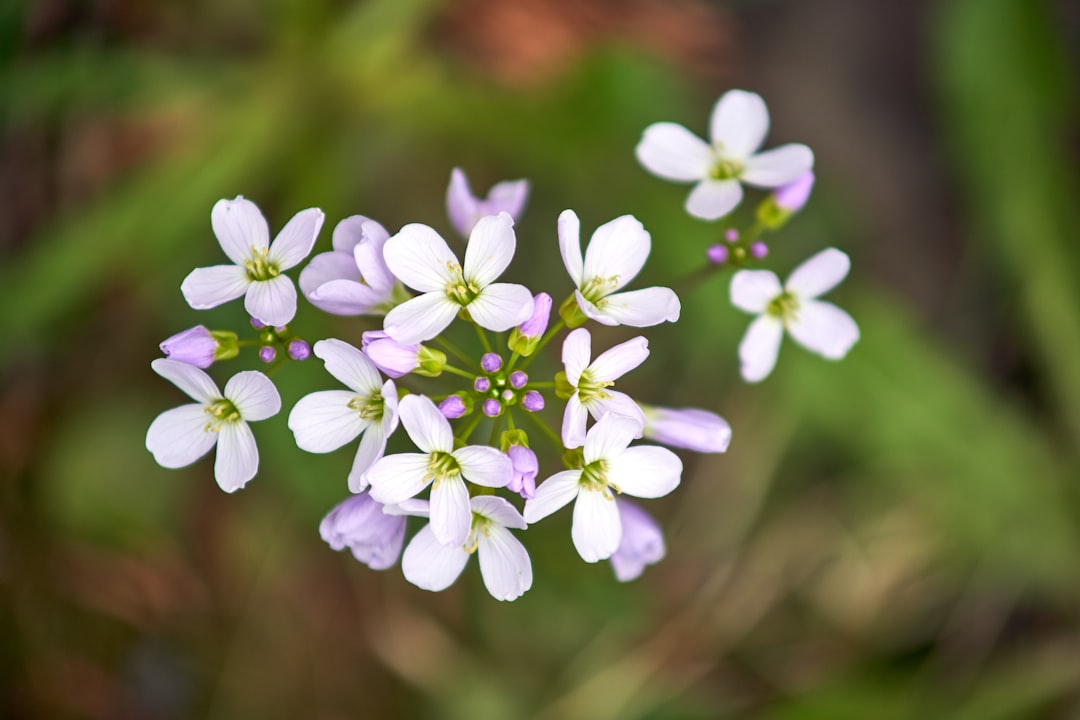 purple flower in tilt shift lens