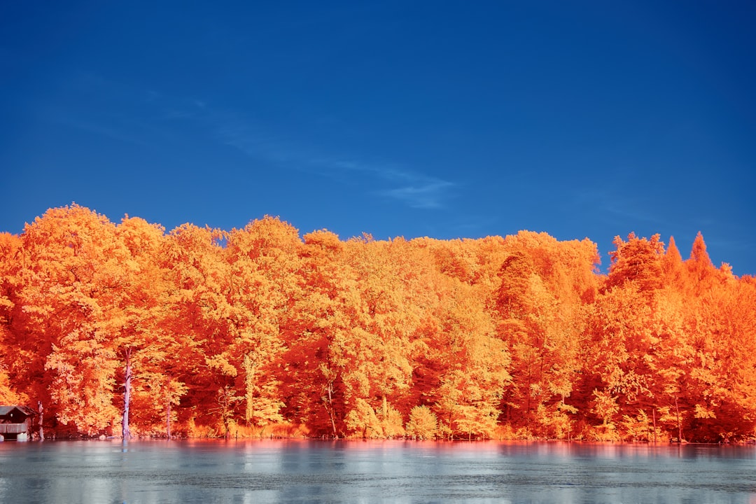 orange and red trees beside body of water during daytime