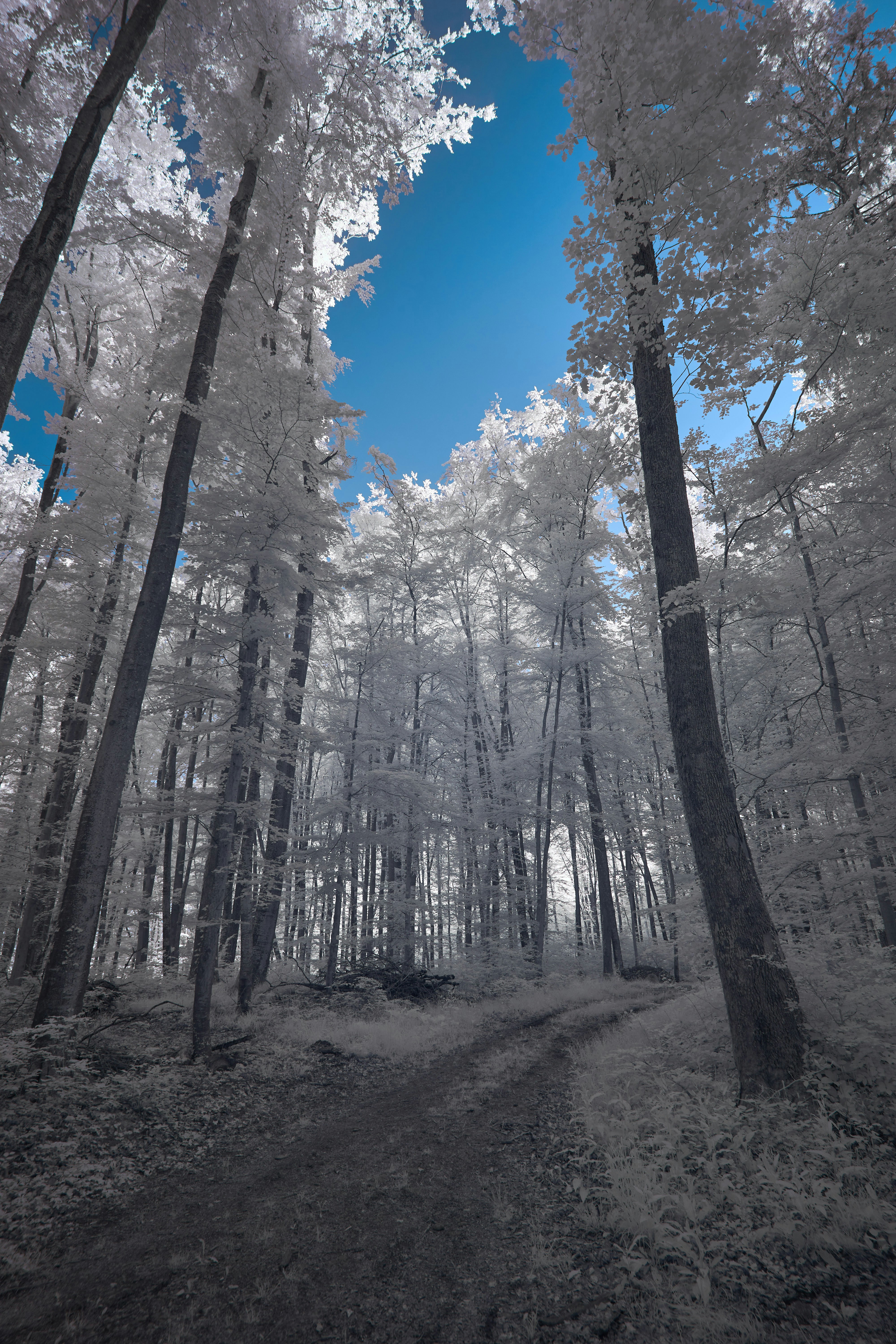 Photo by wolfgang_hasselmann