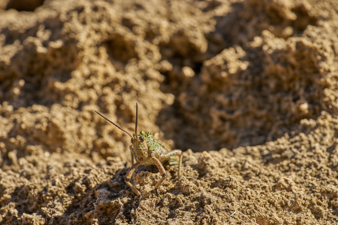 green grasshopper on brown rock during daytime