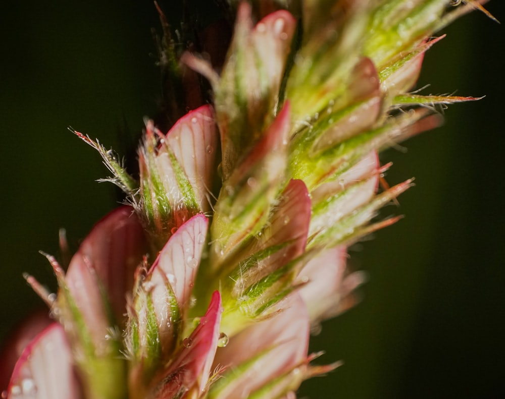 pink and green plant with water droplets