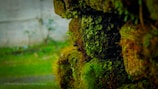 Close-up of a moss-covered garden wall being restored by high-pressure washing.