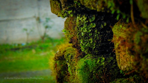 A before-and-after split view of a moss-covered garden wall cleaned to reveal vibrant stone.
