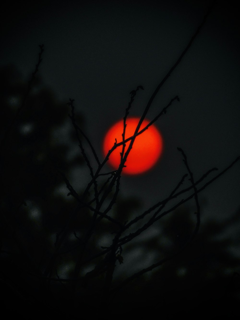 red round ball on tree branch