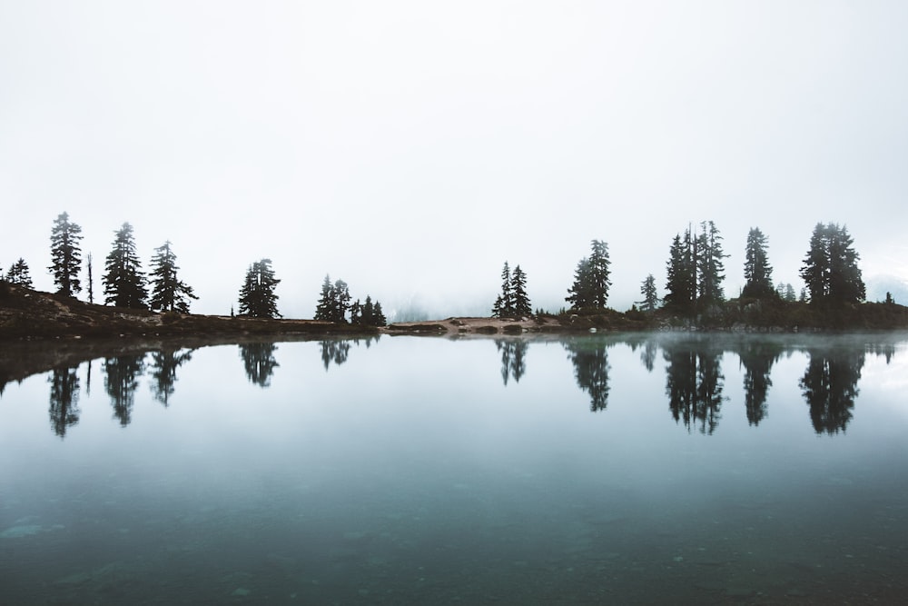 green trees beside body of water during daytime