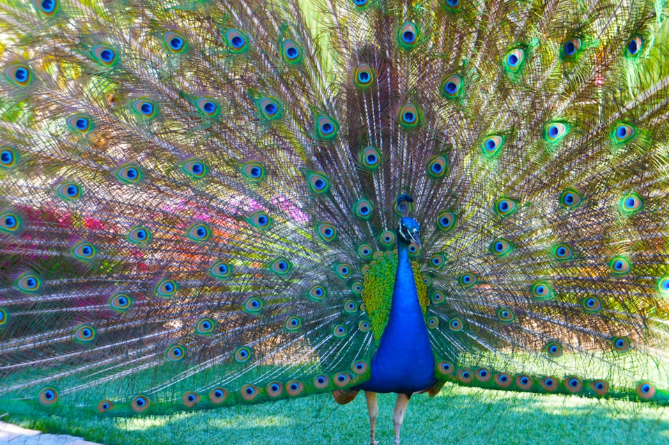 Peacock Facts with Pictures