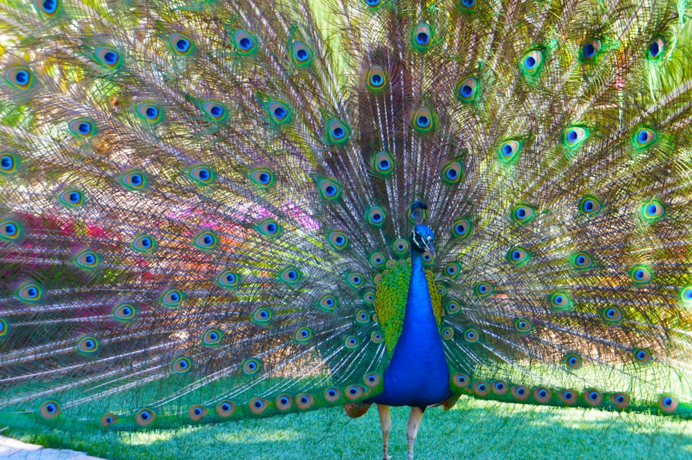 blue green and brown peacock