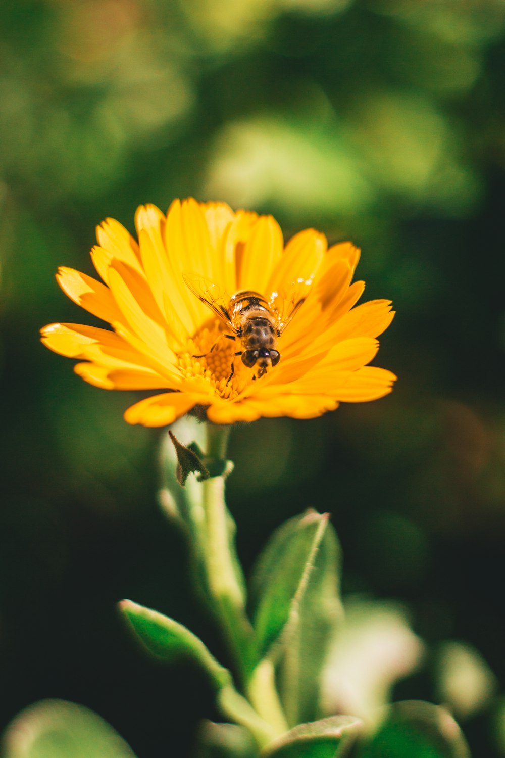 yellow and black bee on yellow flower