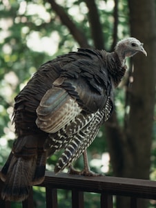 A wild turkey standing on a wooden railing, surrounded by a lush green natural background. The turkey's plumage displays a mix of dark browns and subtle iridescent sheens, with intricate patterns on its feathers.