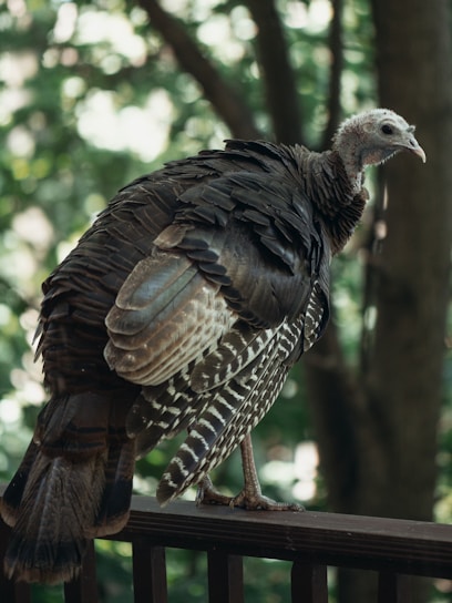 A wild turkey standing on a wooden railing, surrounded by a lush green natural background. The turkey's plumage displays a mix of dark browns and subtle iridescent sheens, with intricate patterns on its feathers.