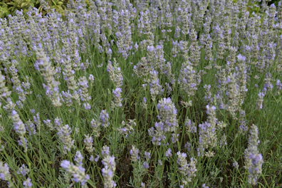 Natural lavender and lavandin plants growing side by side outdoors.