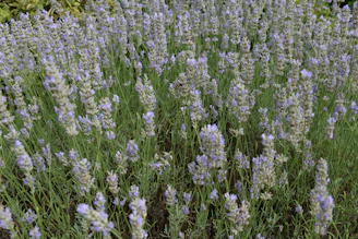 Natural lavender and lavandin plants growing side by side outdoors.