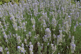 A dense field of lavender plants with tall green stems and clusters of small, light purple flowers. The lavender is flourishing, showing a mix of green foliage and purple blooms that cover the entire scene. The plants appear healthy and vibrant, swaying gently as they occupy the lush setting.