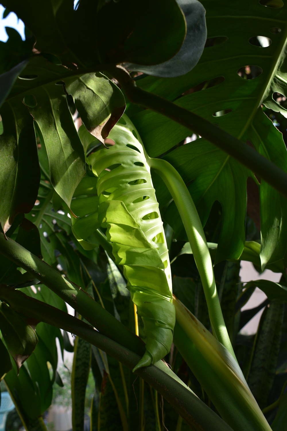 green banana tree during daytime