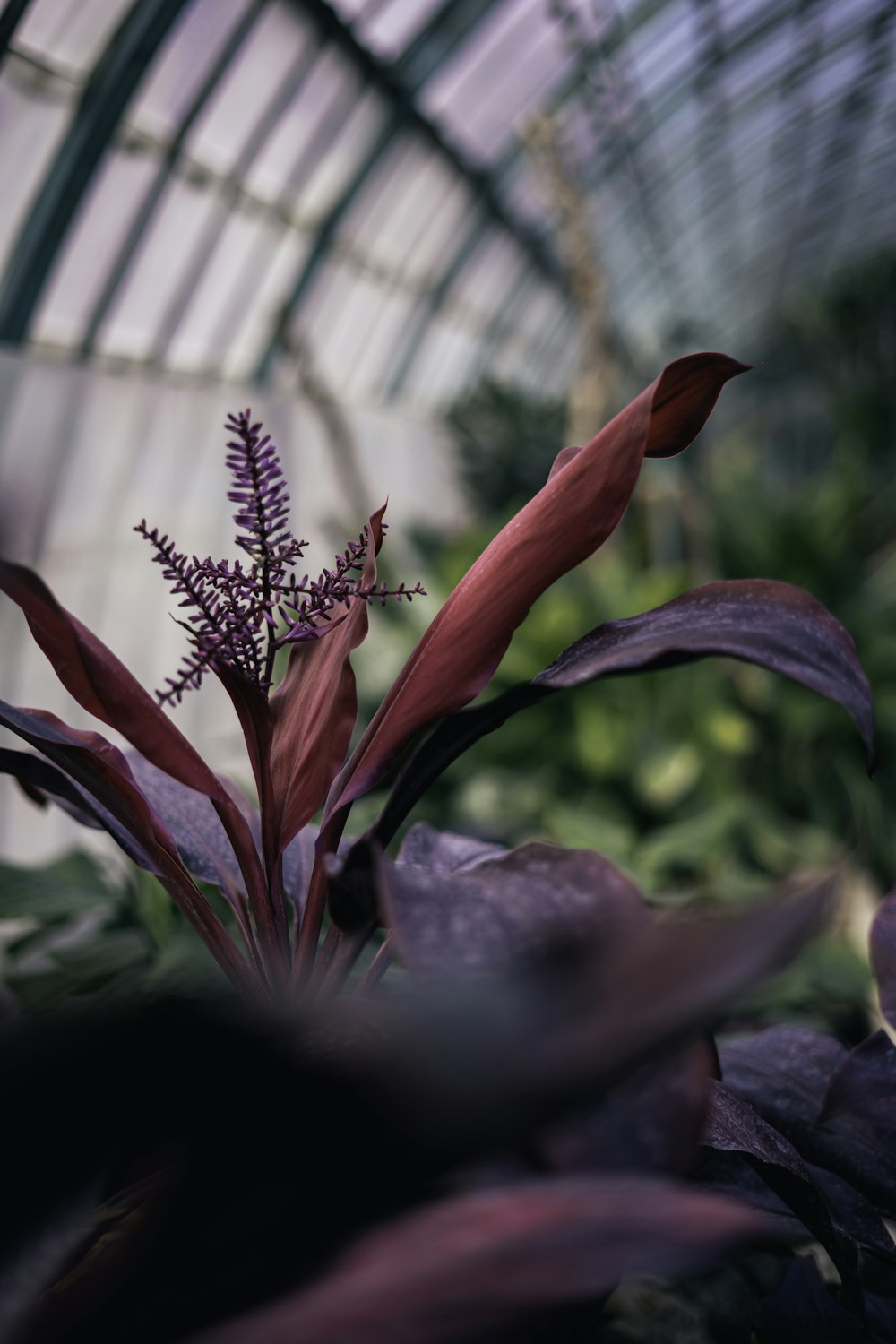 red flower in clear glass vase