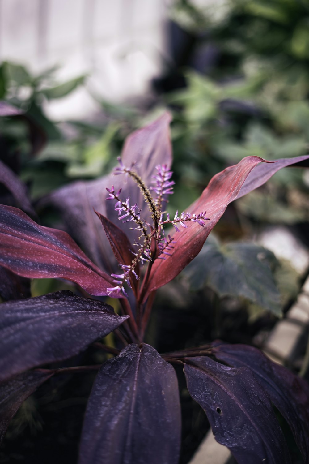 red flower with green leaves