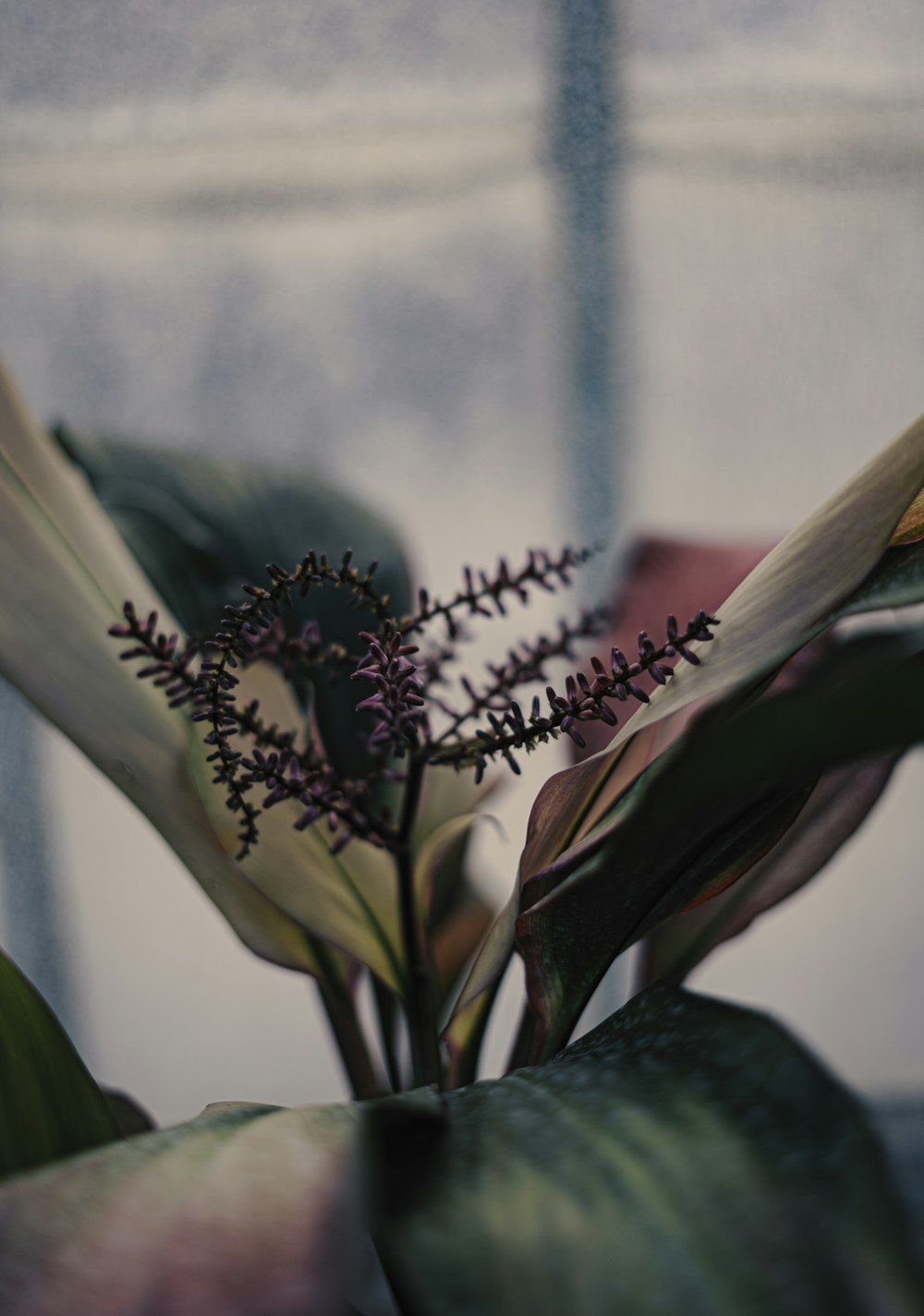 white and green flower in tilt shift lens