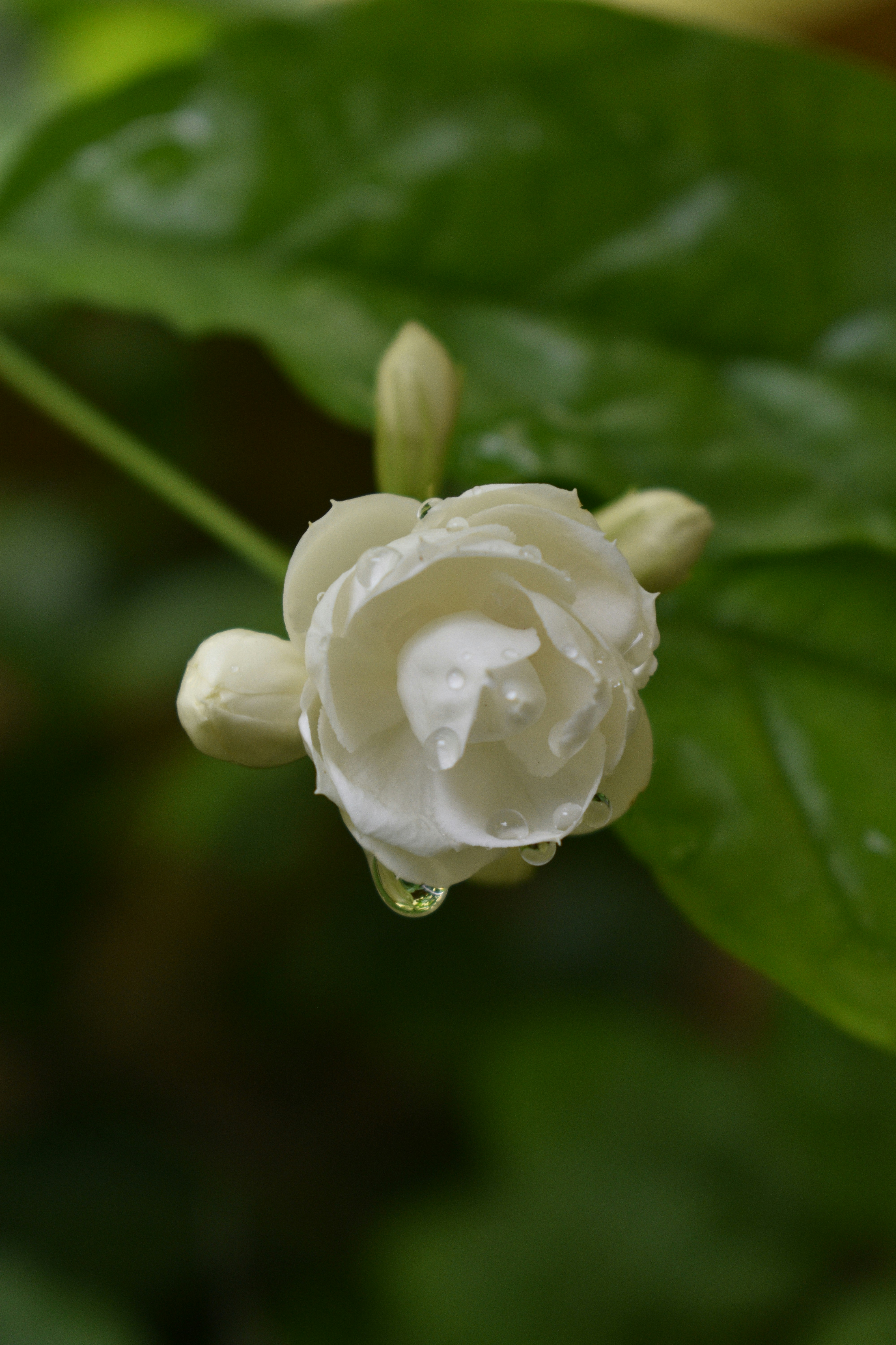 white flower in macro lens photography