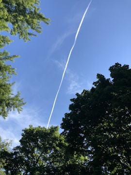 A contrail stretches diagonally across a clear blue sky, framed by the rich green foliage of trees. The sunlight illuminates the leaves, creating a natural canopy under the sky.