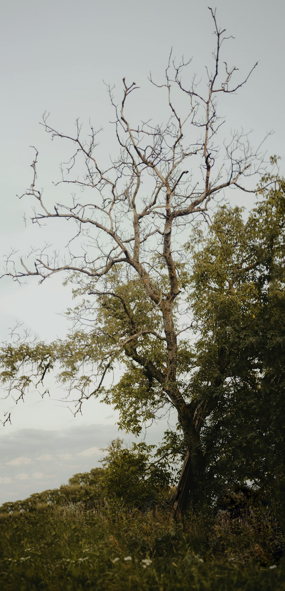 árbol verde bajo el cielo blanco durante el día