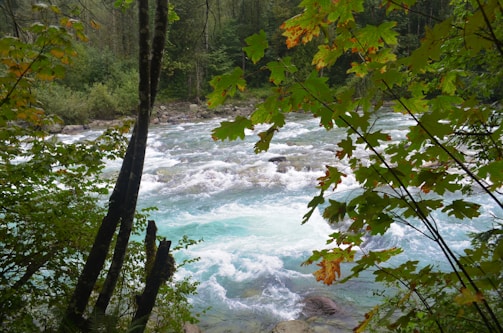 A vibrant river flows swiftly, bordered by lush green trees with some leaves turning to autumn hues. The water appears clear and light blue, with white rapids indicating a fast current. Rocks are visible along the riverbank, and the forest in the background is dense.