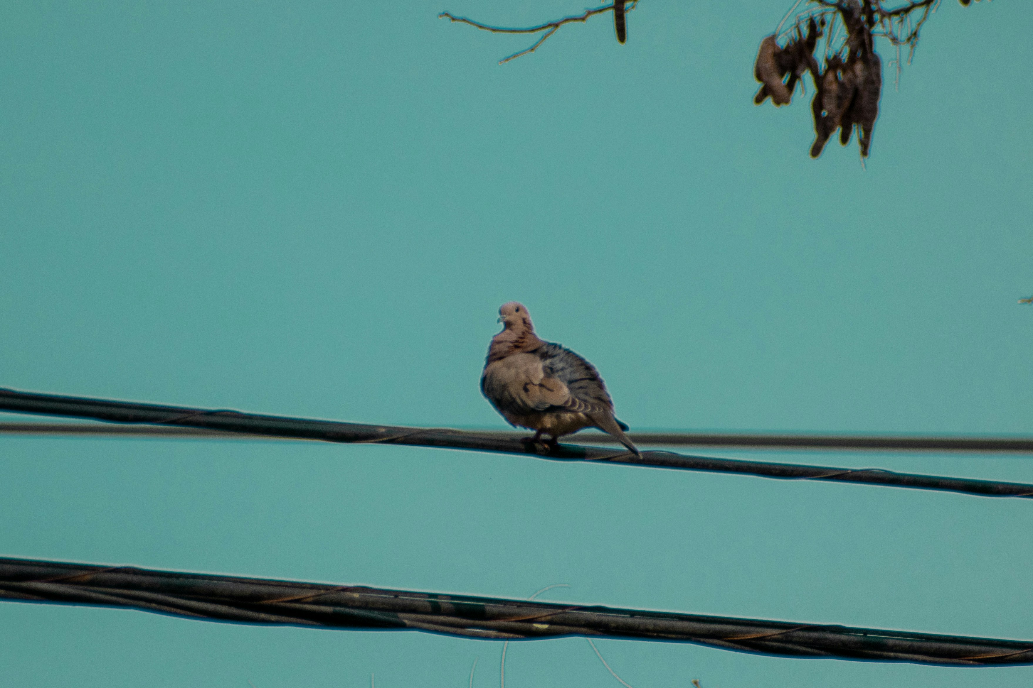 Mourning Doves
