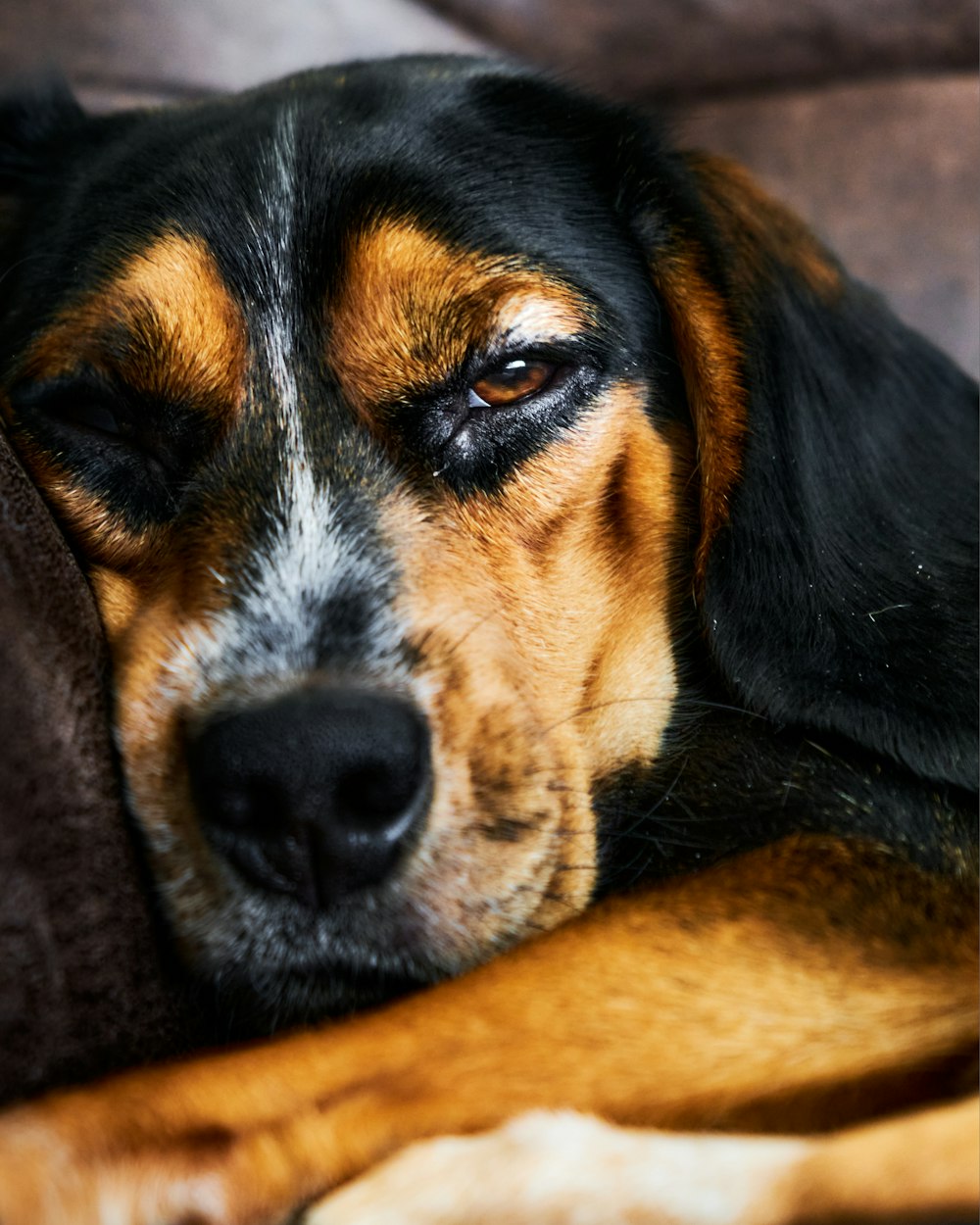 tricolor beagle puppy on brown textile